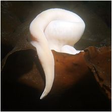 wor underwater